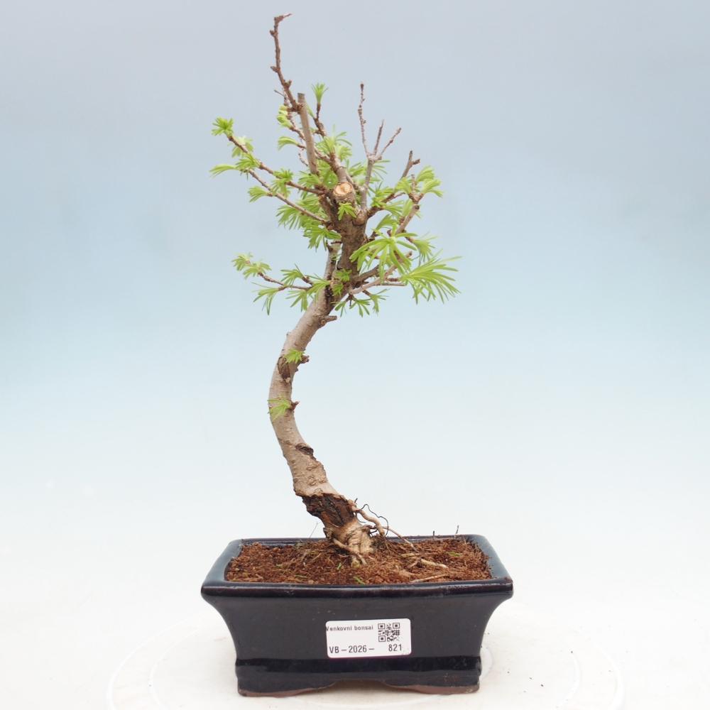 Kültéri bonsai -Pseudolarix amabis-Pseudolarix amabis-Pseudolarix amabis