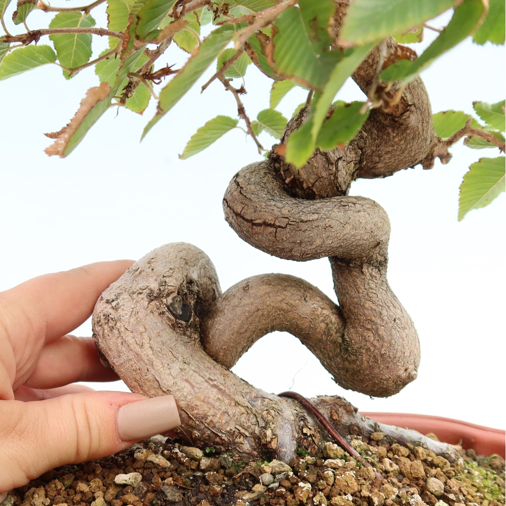 Kültéri bonsai -Carpinus CARPINOIDES - Koreai gyertyánfa