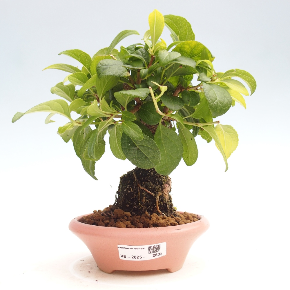 Kültéri bonsai - Celastrus orbiculatus
