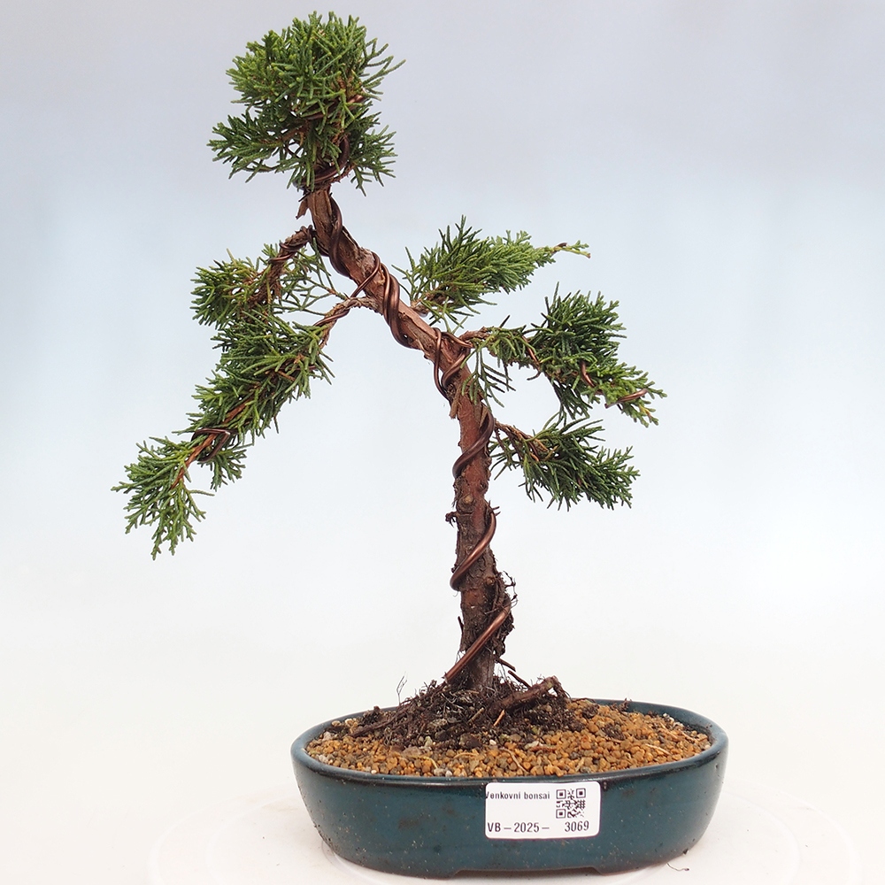 Kültéri bonsai - Juniperus chinensis Kishu