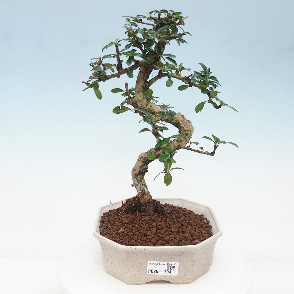 Szobai bonsai - Carmona macrophylla - Tea fuki
