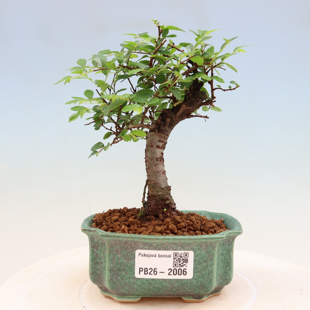 Szobai bonsai - Ulmus parvifolia - Kislevelű szilfa