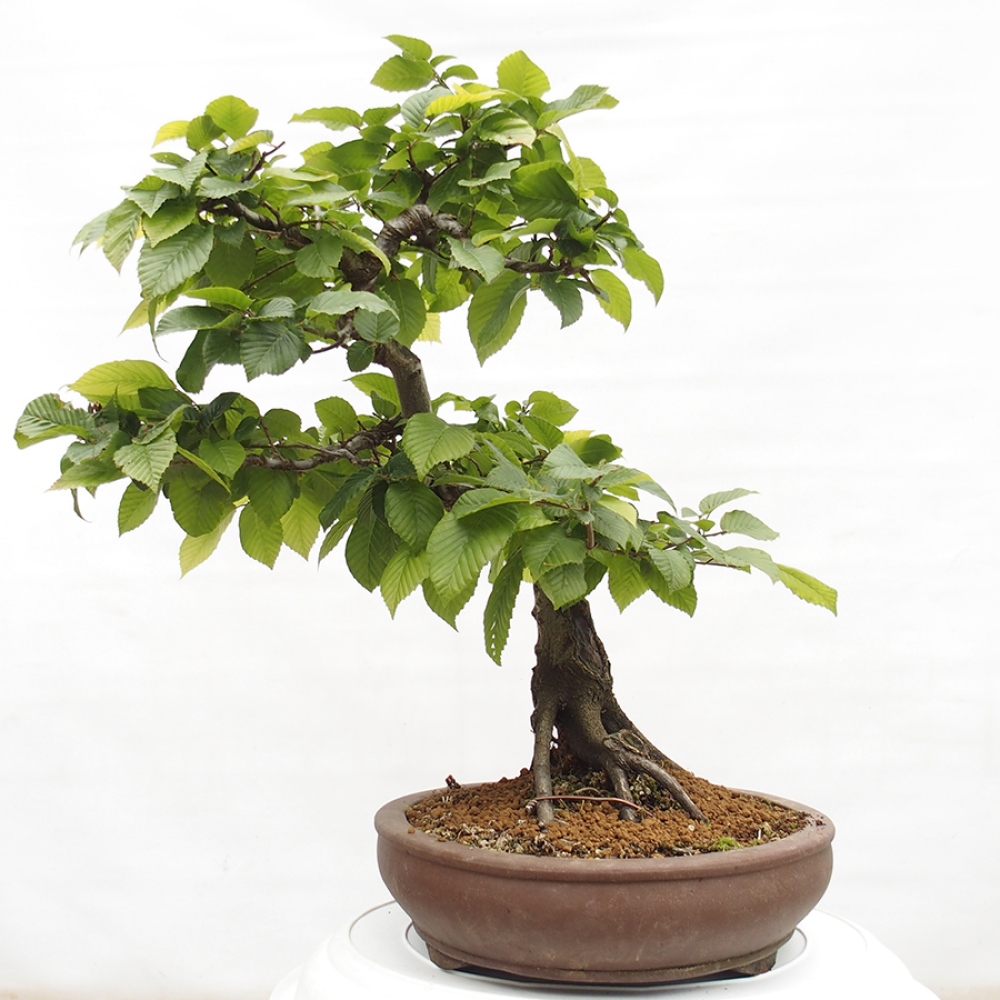 Kültéri bonsai - gyertyán - Carpinus betulus