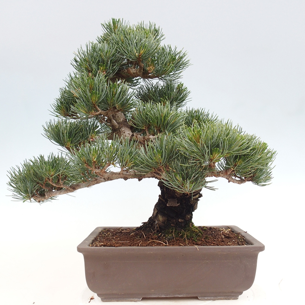 Kültéri bonsai - Pinus parviflora - Pinus parviflora