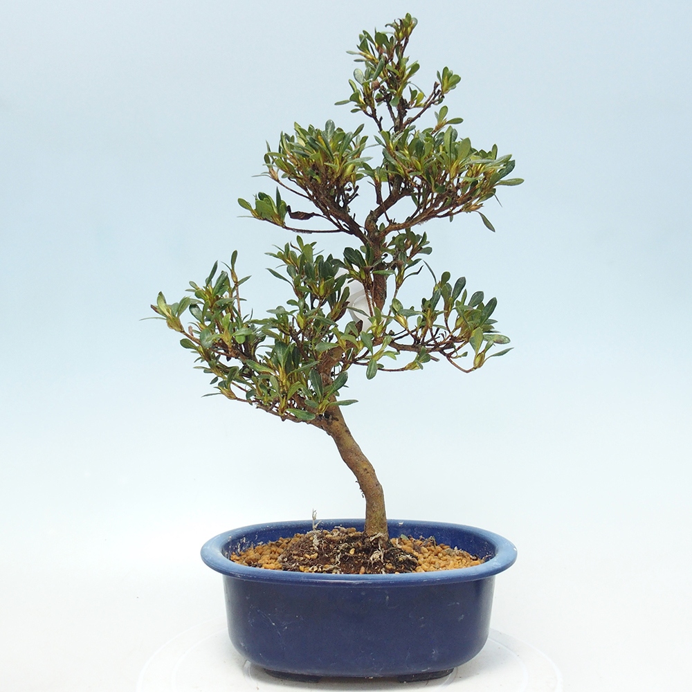 Kültéri bonsai - Japán azálea - Azalea Benibeni