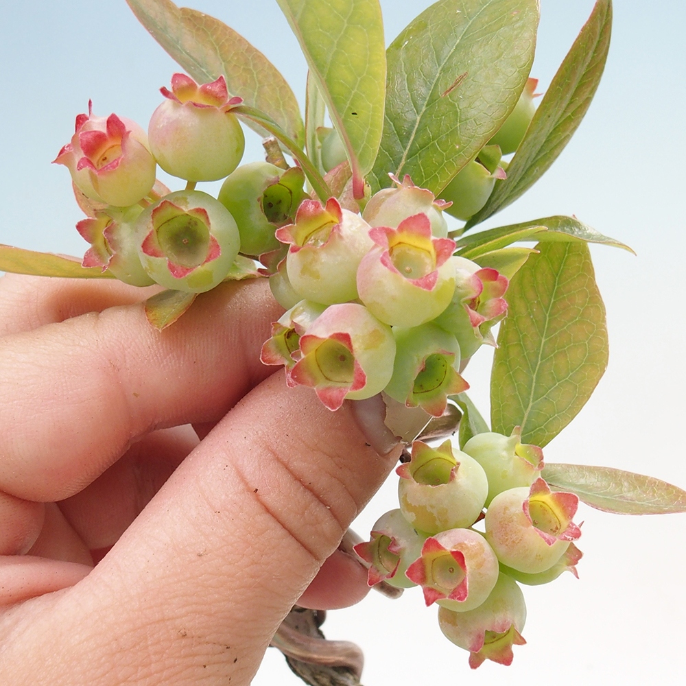 Kültéri bonsai - Kanadai áfonya - Vaccinium corymbosum