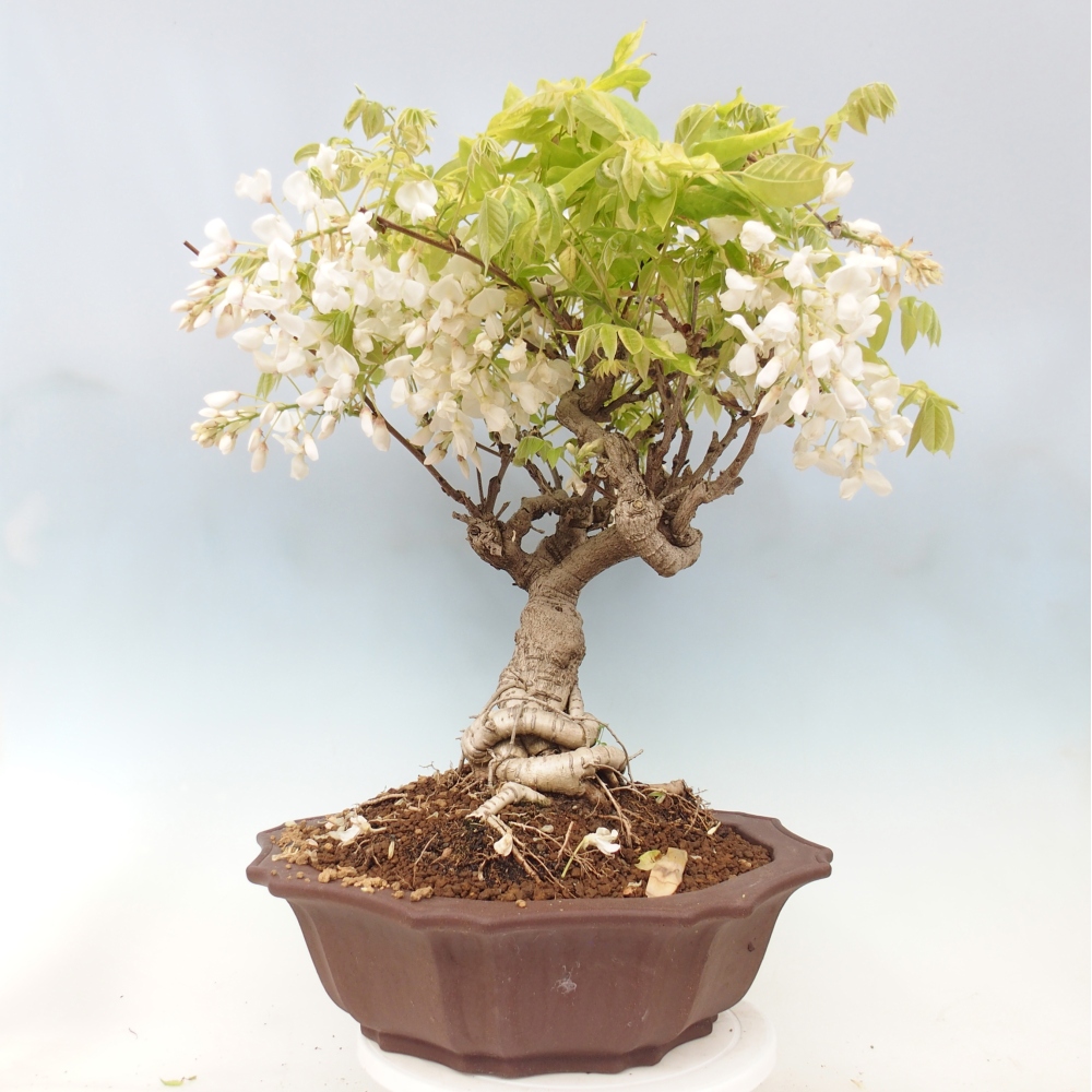 Kültéri bonsai - Vistaria - Wisteria