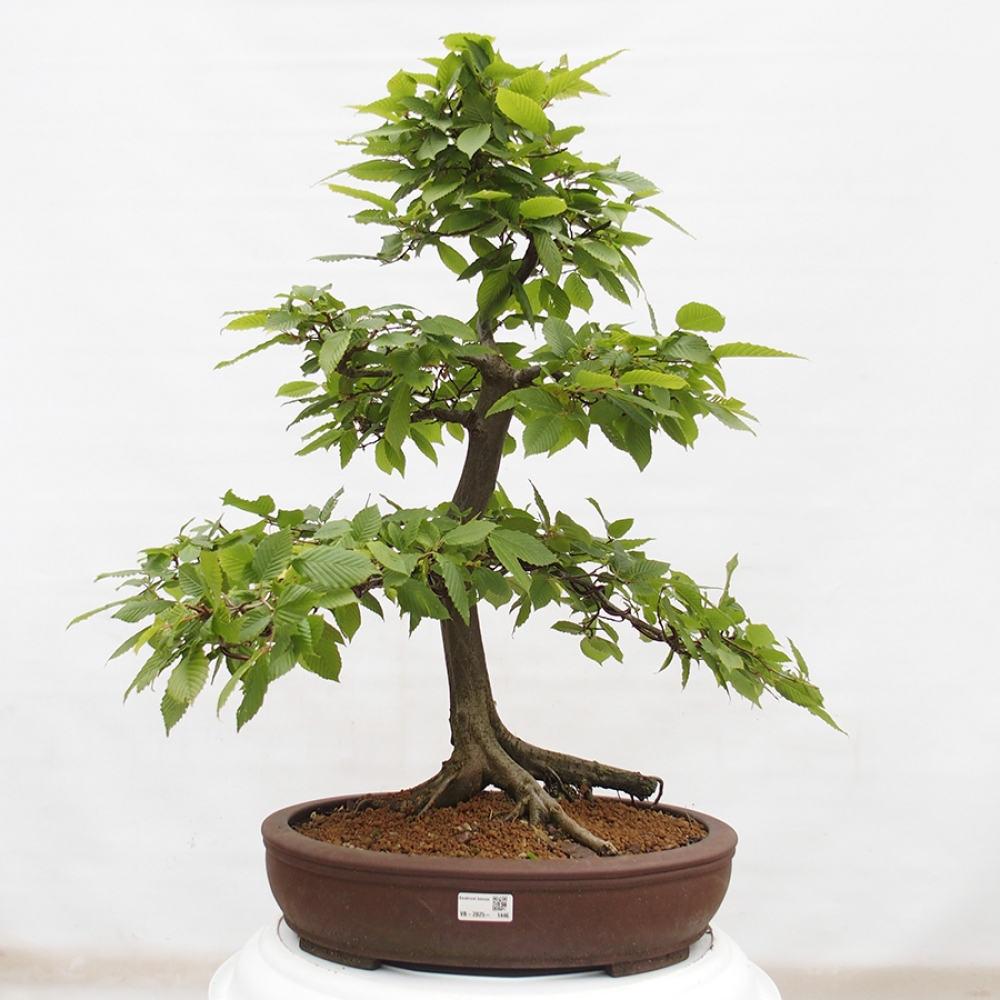 Kültéri bonsai - gyertyán - Carpinus betulus