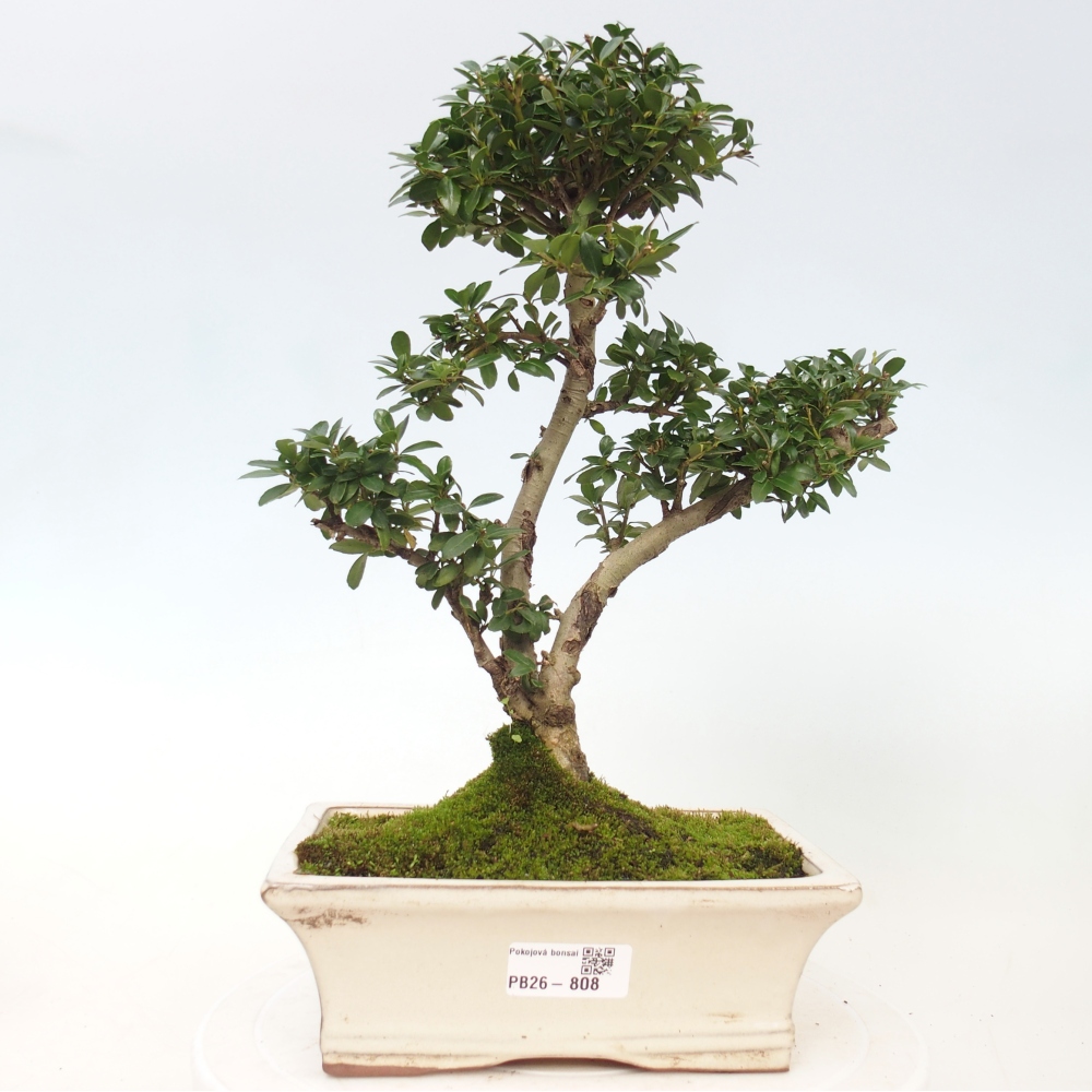 Szobai bonsai - Ilex crenata - Holly