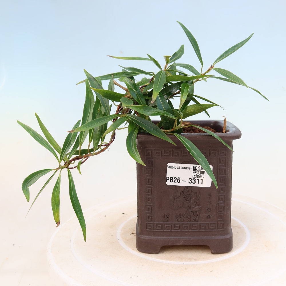 Szobai bonsai - Ficus nerifolia - kislevelű fikusz