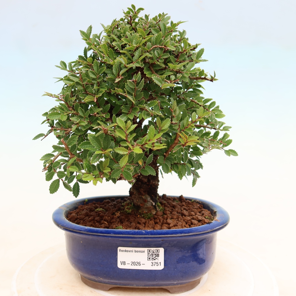Kültéri bonsai - Zelkova - Zelkova NIRE