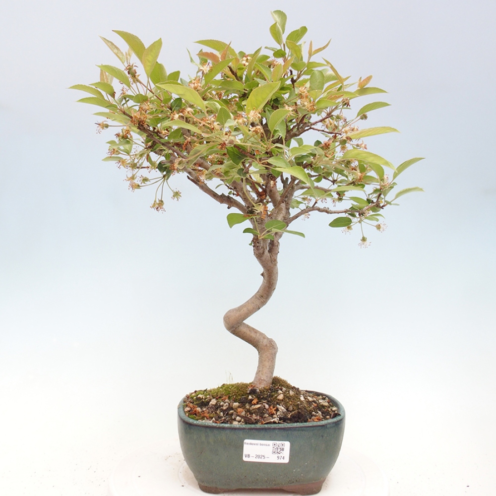Kültéri bonsai -Malus halliana - Kis gyümölcsű almafa