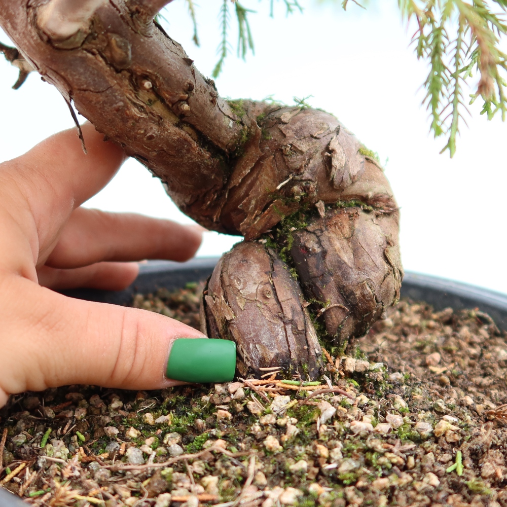 Kültéri bonsai - Juniperus chinensis Itoigawa-Juniperus chinensis
