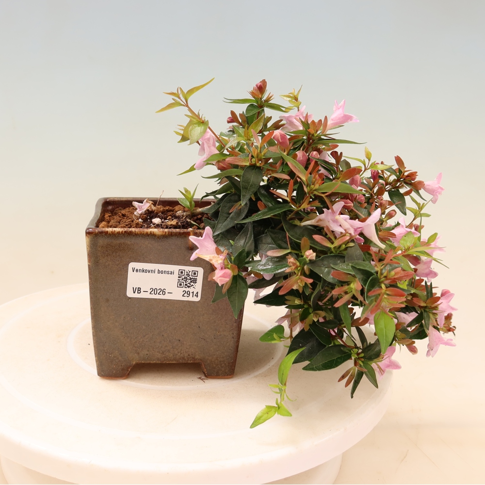 Kültéri bonsai – Abelia Edward Goucher – Nagyvirágú abélia