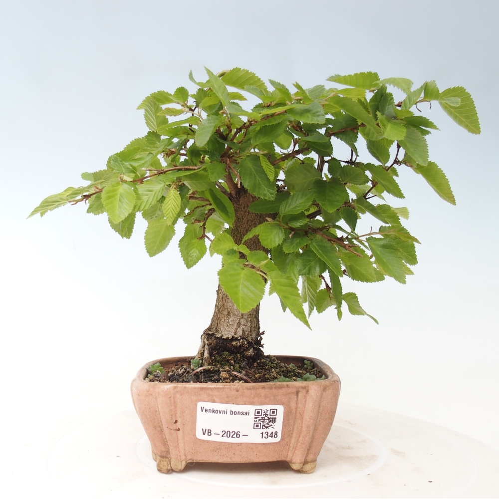 Kültéri bonsai -Carpinus CARPINOIDES - Koreai gyertyánfa