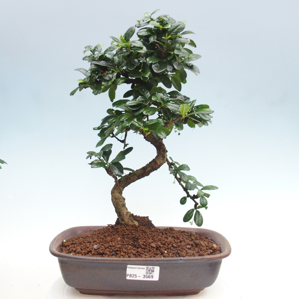 Szobai bonsai - Carmona macrophylla - Tea fuki