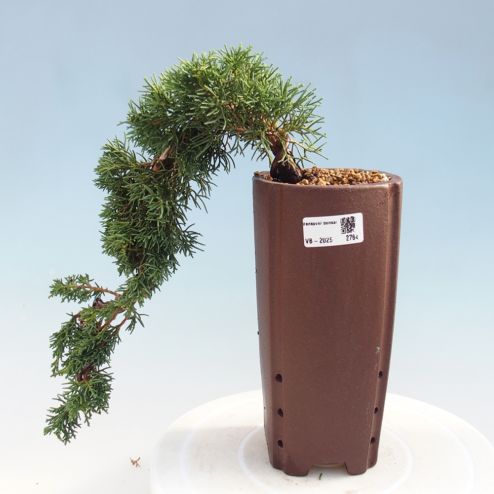 Kültéri bonsai - Juniperus chinensis Kishu