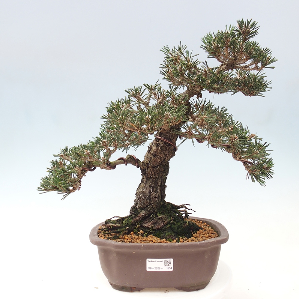 Kültéri bonsai - Pinus thunbergii Kotobuki - Thunberg fenyő