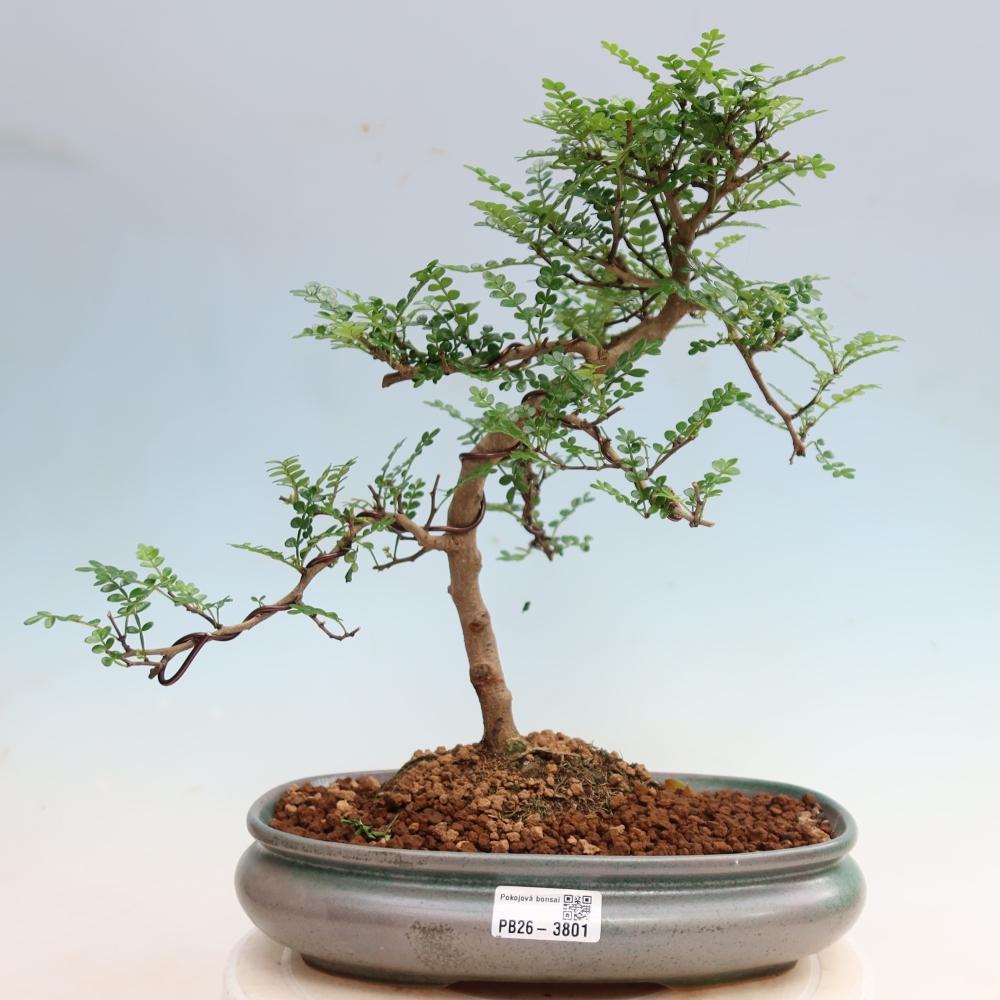 Szobai bonsai - Zantoxylum piperitum - borsfa