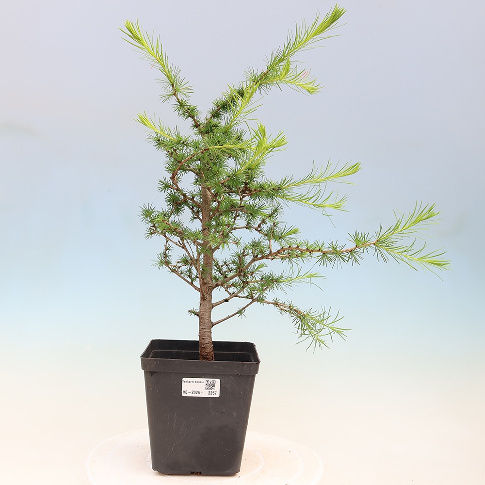 Kültéri bonsai - Larix decidua - vörösfenyő