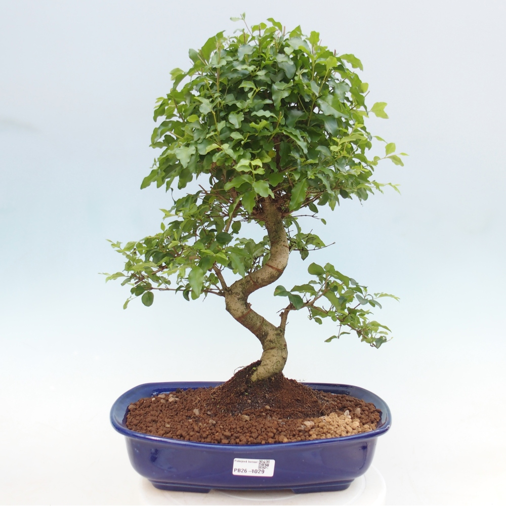 Szobai bonsai -Ligustrum chinensis - Madárcsőr