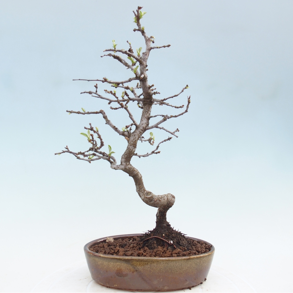 Kültéri bonsai - Chaneomeles chinensis