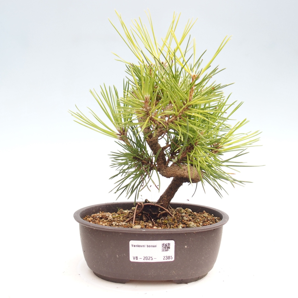 Kültéri bonsai - Pinus thunbergii - Thunberg fenyő