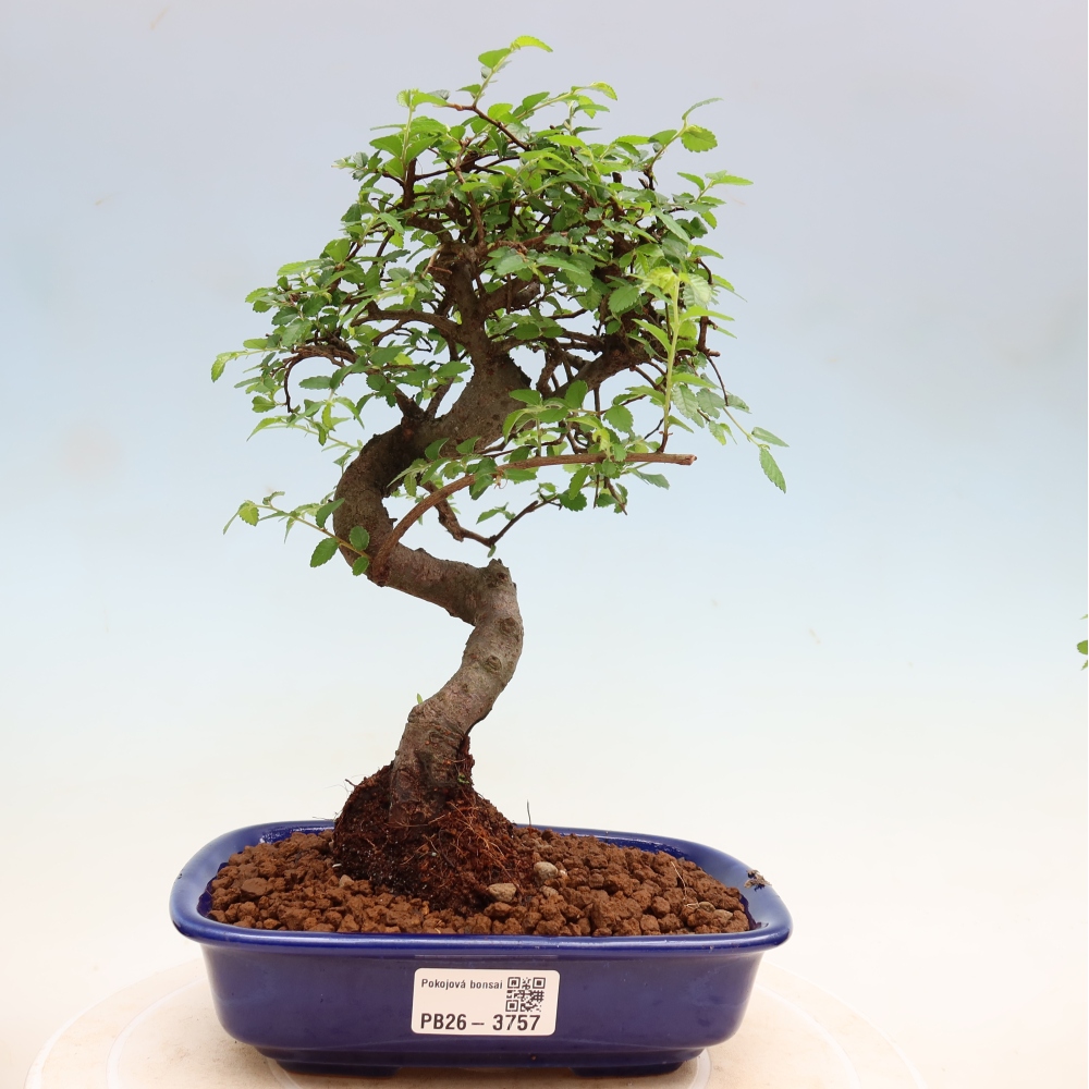 Szobai bonsai - Ulmus parvifolia - Kislevelű szilfa