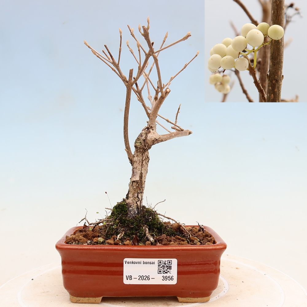 Kültéri bonsai – Callicarpa bodinieri Snowqueen – Gyönyörűtermésű bokor