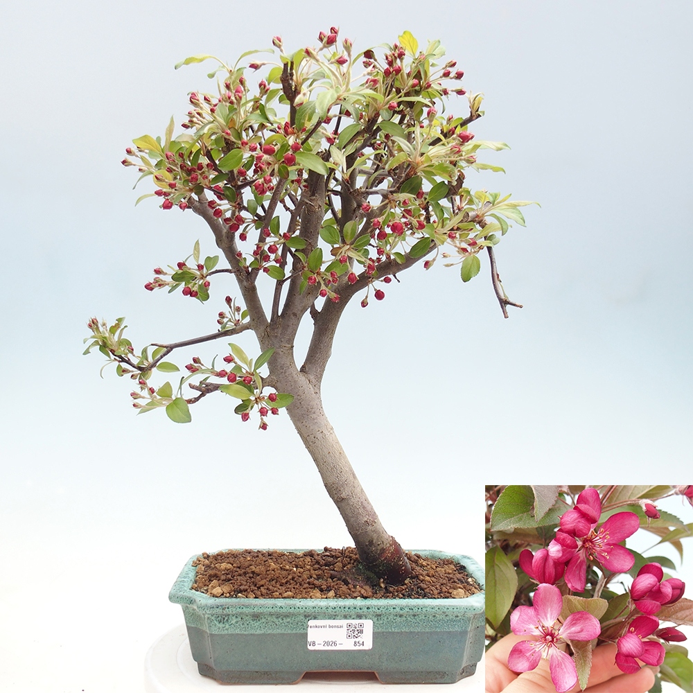 Kültéri bonsai -Malus domestica - Kis gyümölcsű piros levelű almafa