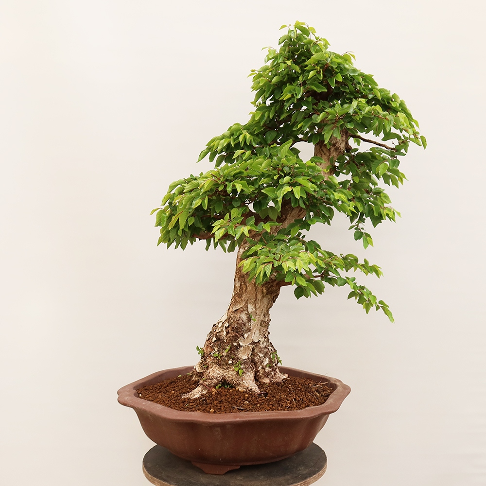 Kültéri bonsai -Carpinus Coreana - Koreai gyertyánfa