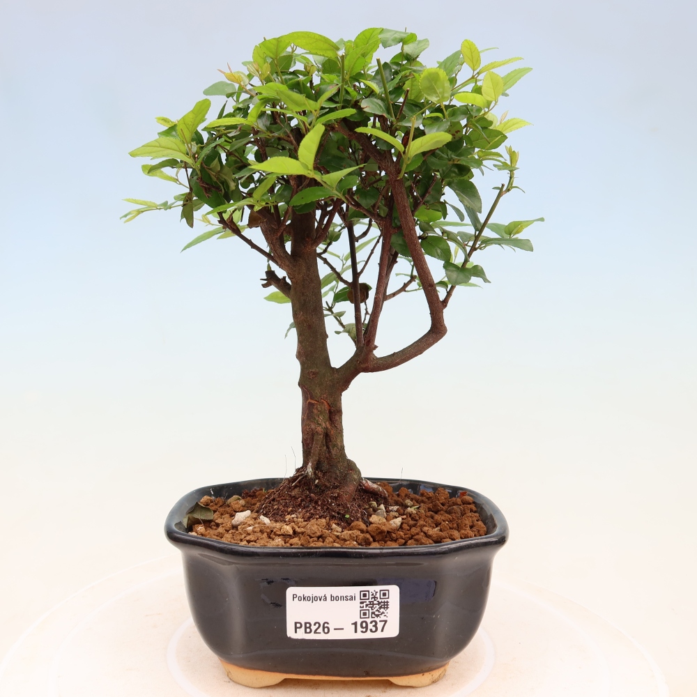 Szobai bonsai - Sageretia thea - Sageretia thea