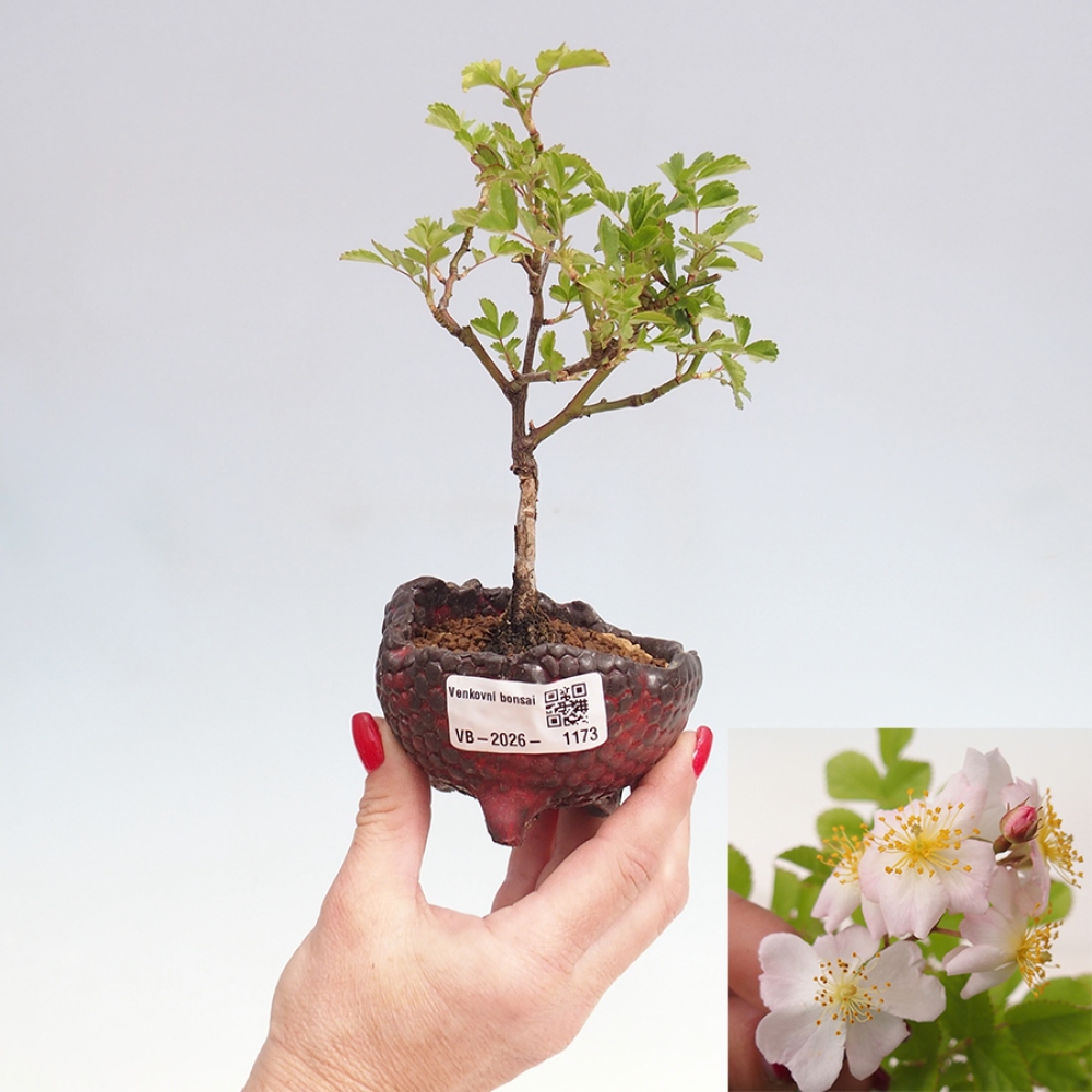 Kültéri bonsai - Rosa sp. - kisvirágú rózsa