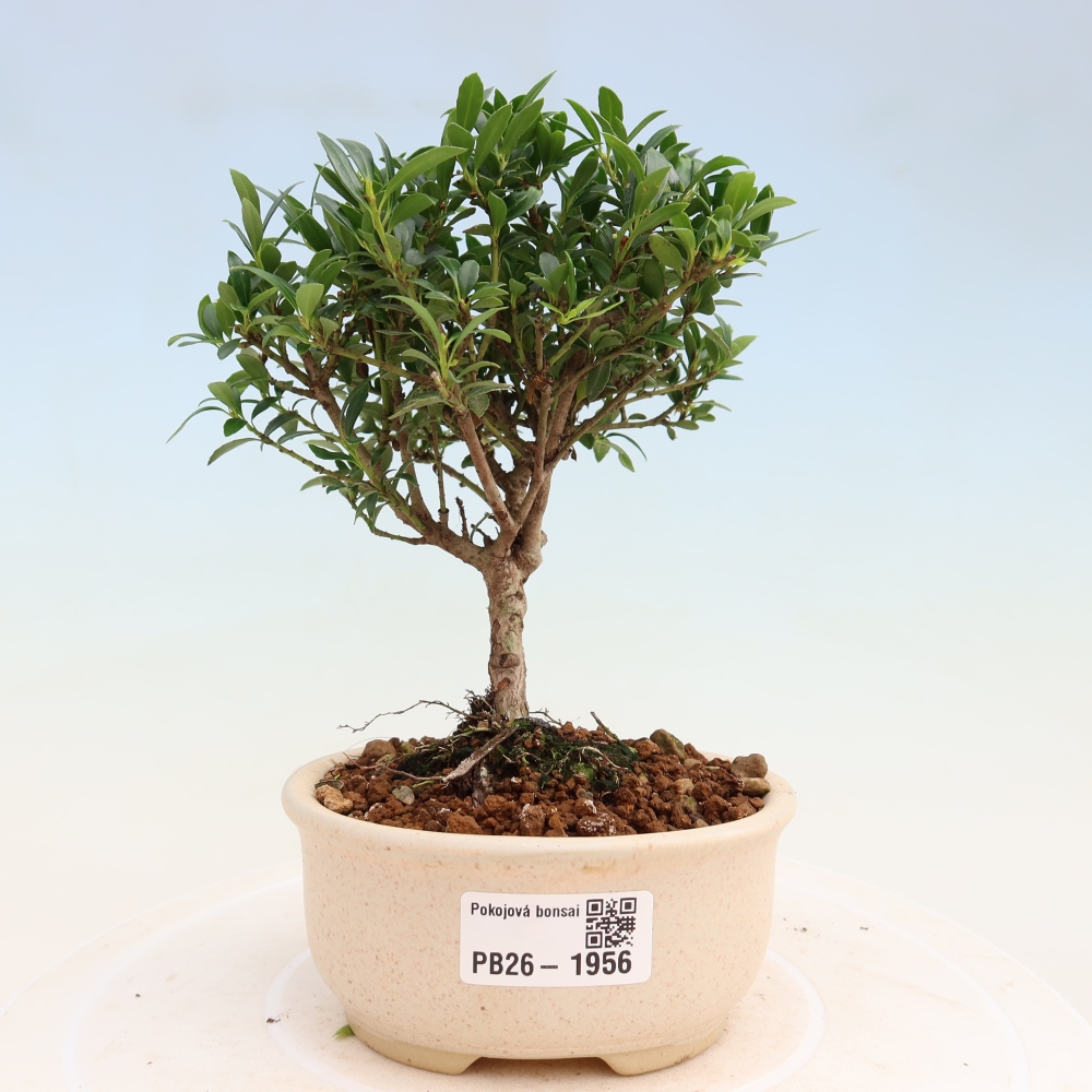 Szobai bonsai - Ilex crenata - Holly