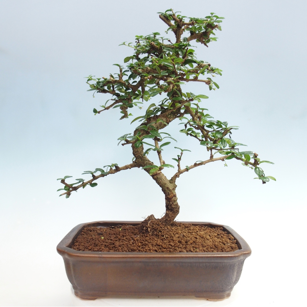 Szobai bonsai - Carmona macrophylla - Tea fuki