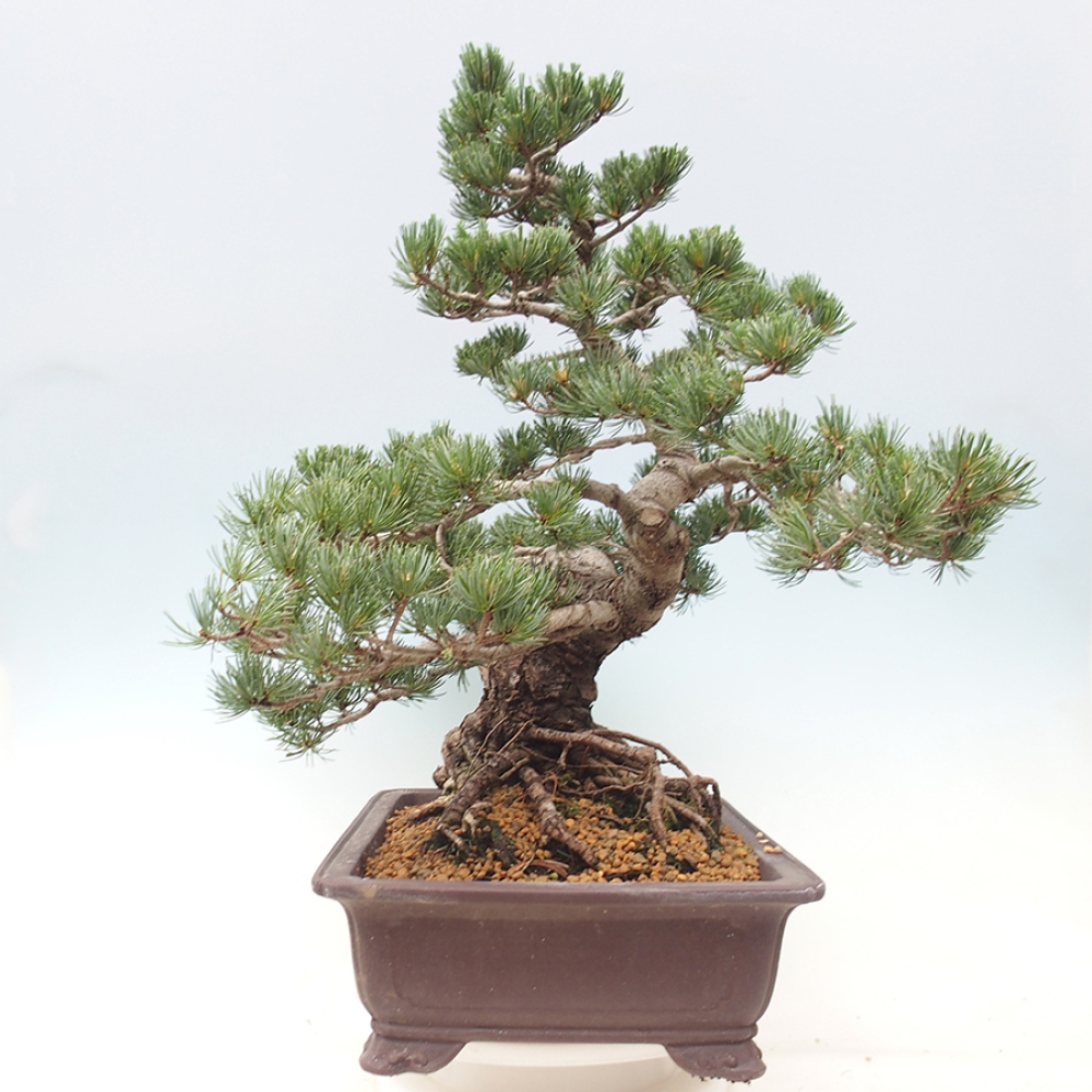 Kültéri bonsai - Pinus parviflora - Pinus parviflora