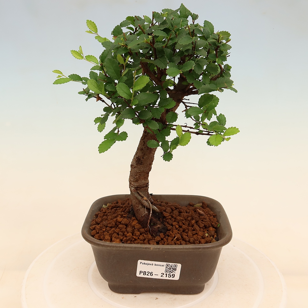 Szobai bonsai - Ulmus parvifolia - Kislevelű szilfa