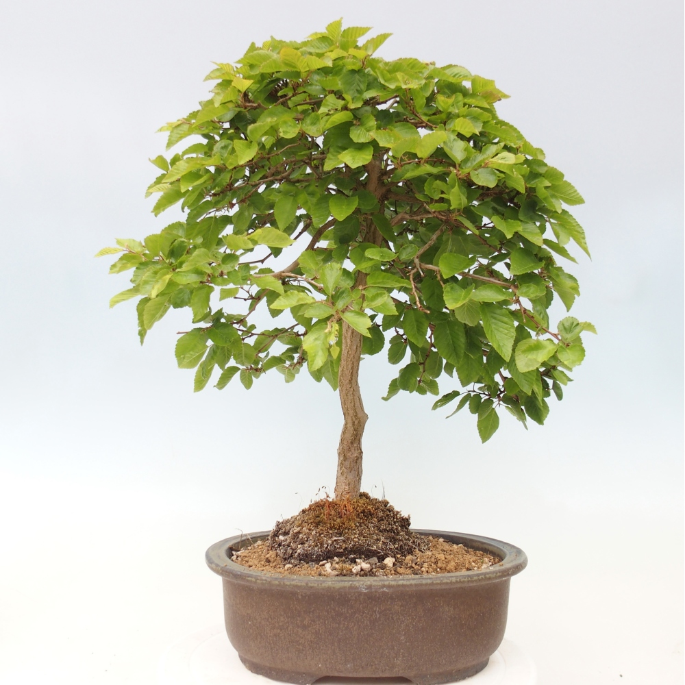 Kültéri bonsai -Carpinus CARPINOIDES - Koreai gyertyánfa