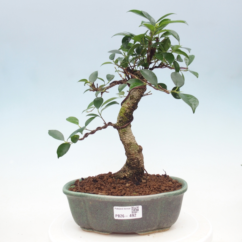 Szobai bonsai - Ficus retusa - kislevelű fikusz