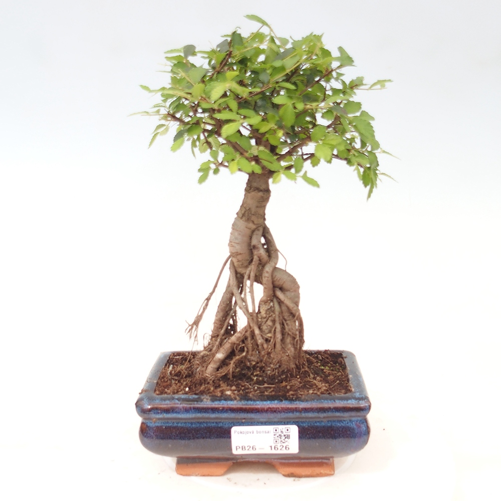 Szobai bonsai - Ulmus parvifolia - Kislevelű szilfa