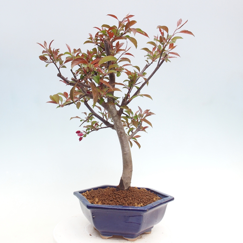 Kültéri bonsai -Malus domestica - Kis gyümölcsű piros levelű almafa
