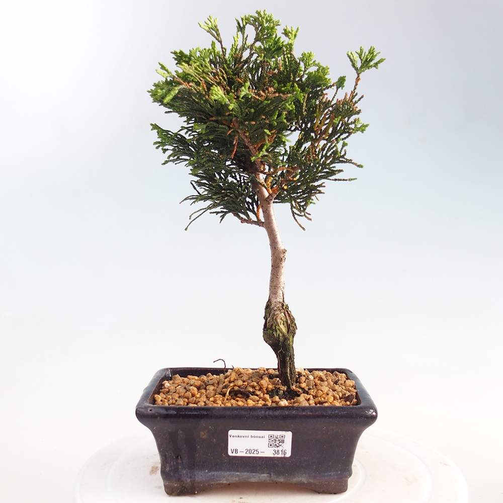 Kültéri bonsai - Cham.pis obtusa Nana Gracilis - ciprus