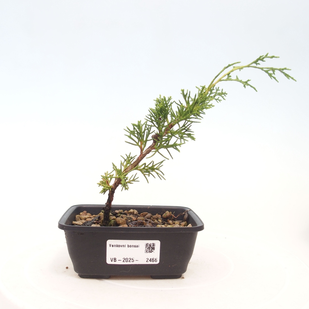 Kültéri bonsai - Juniperus chinensis Itoigawa