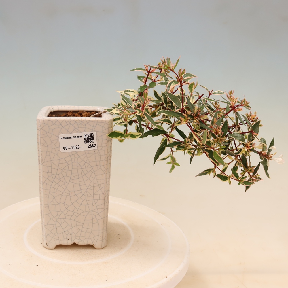Kültéri bonsai – Abelia gr. Confetti – Nagyvirágú abélia