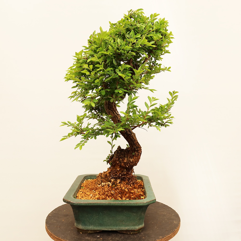 Kültéri bonsai - Zelkova - Zelkova NIRE