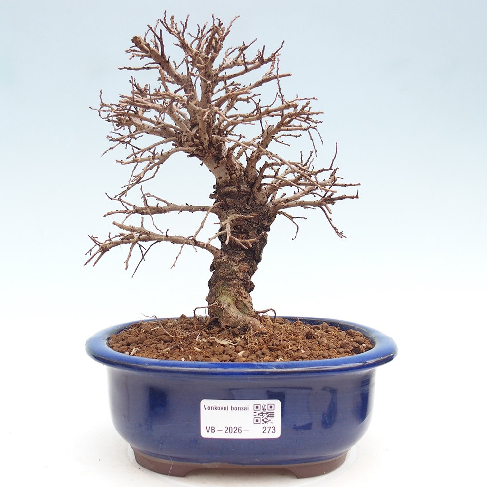 Kültéri bonsai - Zelkova - Zelkova NIRE