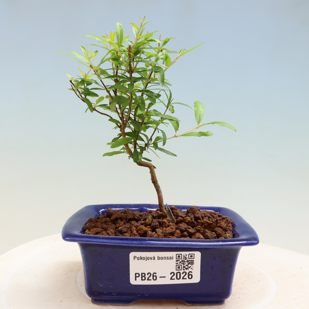 Szobai bonsai-PUNICA granatum nana-gránátalma