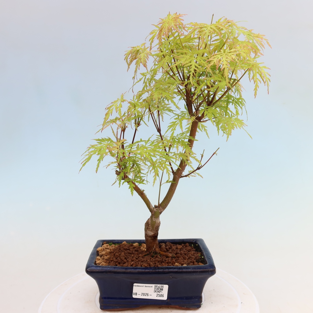 Kültéri bonsai - Acer palmatum Dissectum
