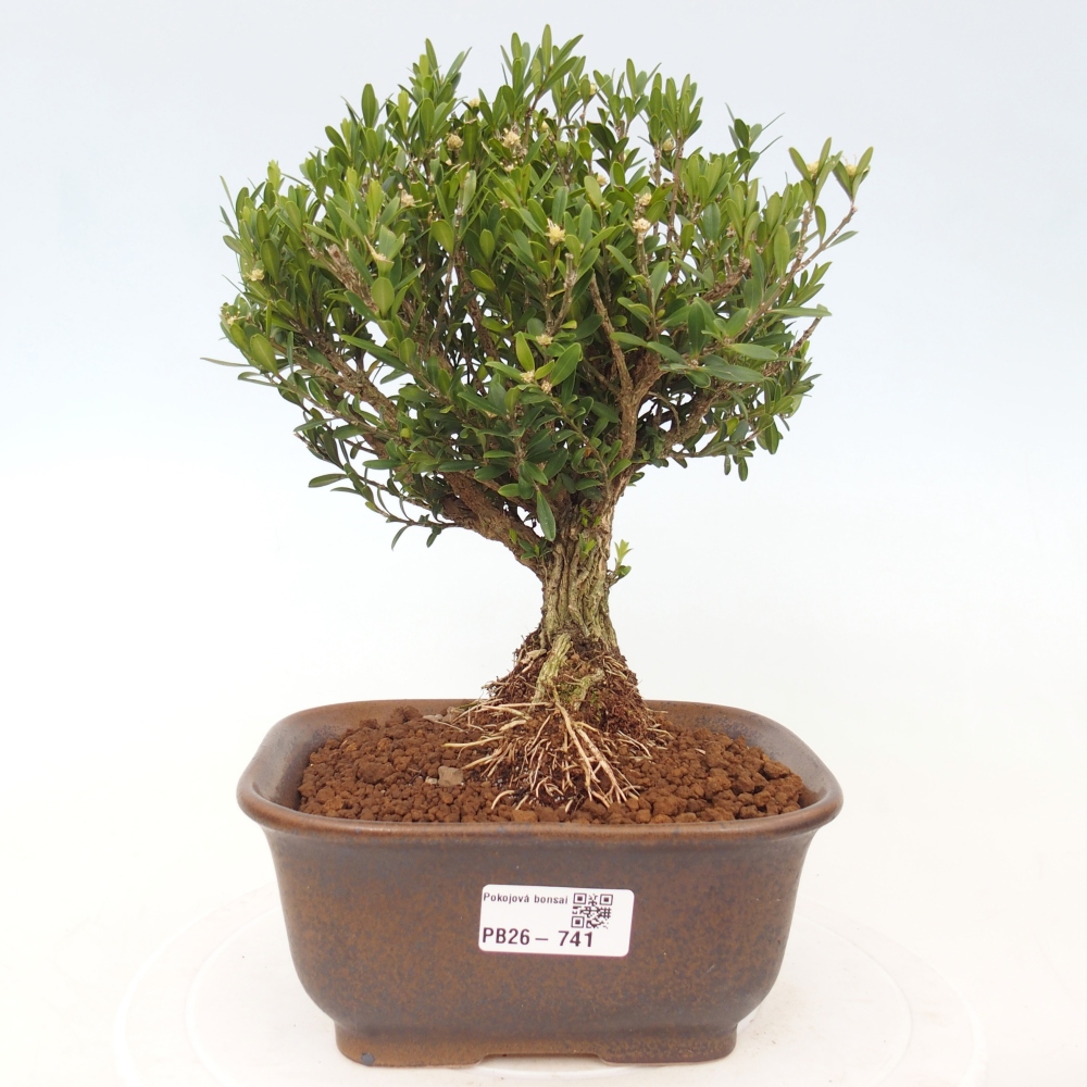 Szobai bonsai - Buxus harlandii - parafa buxus