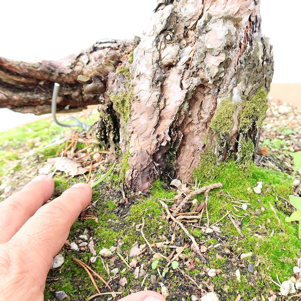 Pinus sylvestris Spanyolország – erdei fenyő